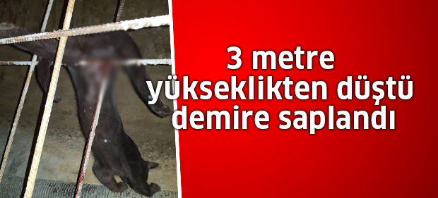 İnşaat demirine saplanan kedi kurtarıldı