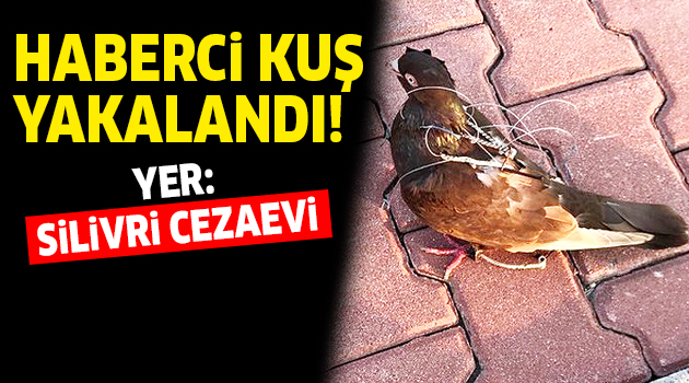 Silivri Cezaevi yakınlarında haberci kuş yakalandı