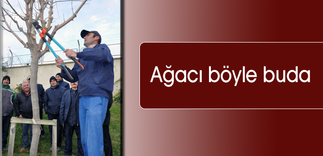 Ağacı böyle buda