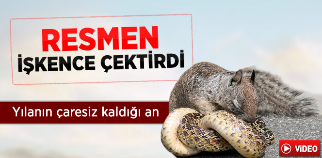 Sincap Yılanı Çaresiz Bıraktı