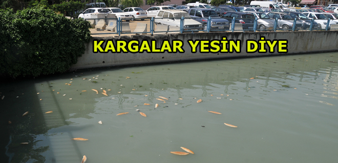 KARGALAR YESİN DİYE