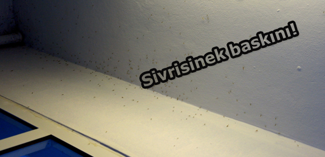 Sivrisinek baskını!