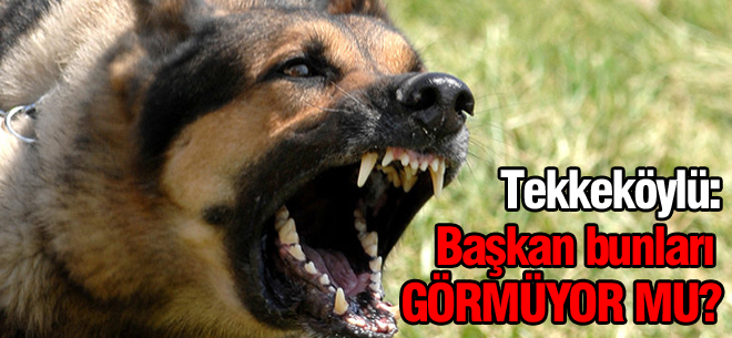 Başkanımız bunları görmüyor mu?