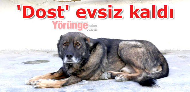 'Dost' evsiz kaldı