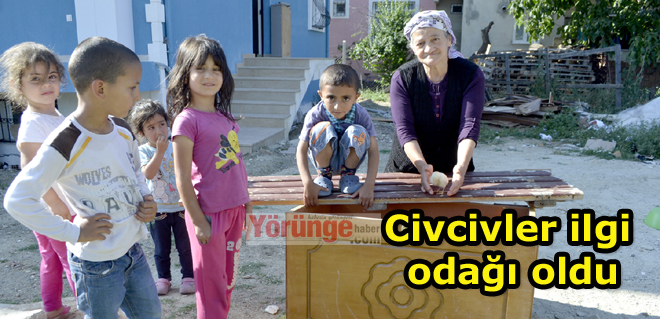 Civcivler ilgi odağı oldu
