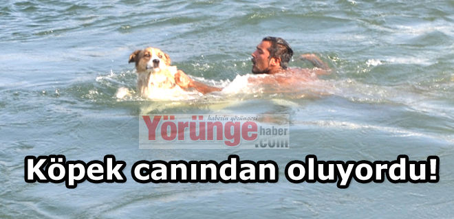 Köpek canından oluyordu!