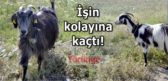 İşin kolayına kaçtı!