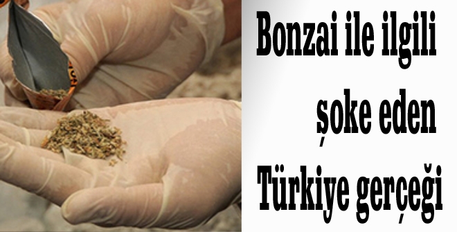 Bonzai ile ilgili şoke eden Türkiye gerçeği