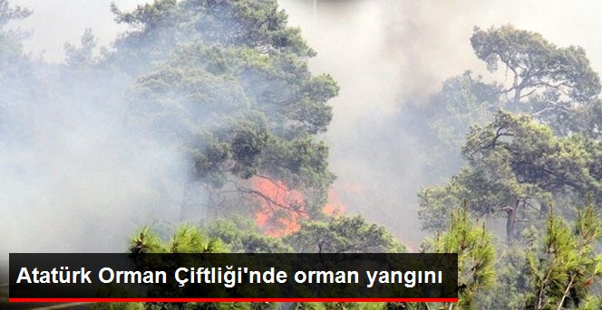 Atatürk Orman Çiftliğinde Orman Yangını
