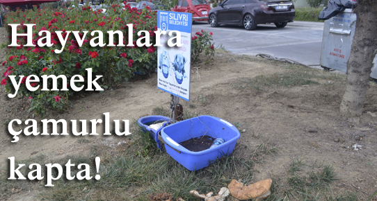 Hayvanlara yemek çamurlu kapta!