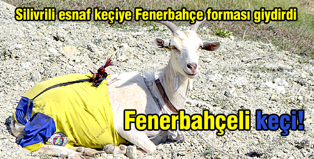 Fenerbahçeli keçi!