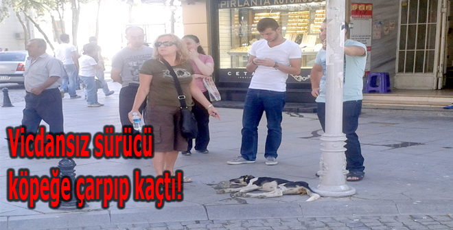 Vicdansız sürücü köpeğe çarpıp kaçtı!