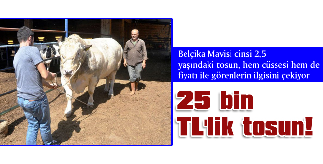25 bin TL'lik tosun!