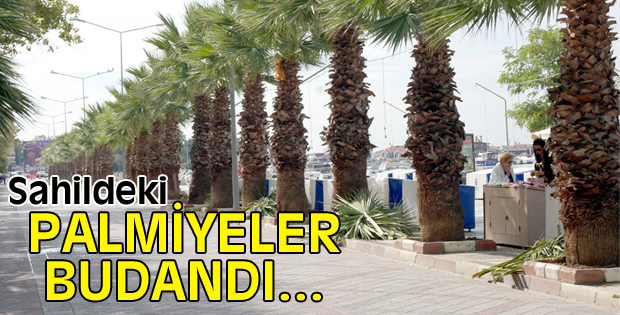 Palmiyeler budandı