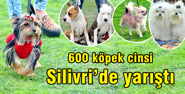 600 köpek cinsi Silivride yarıştı