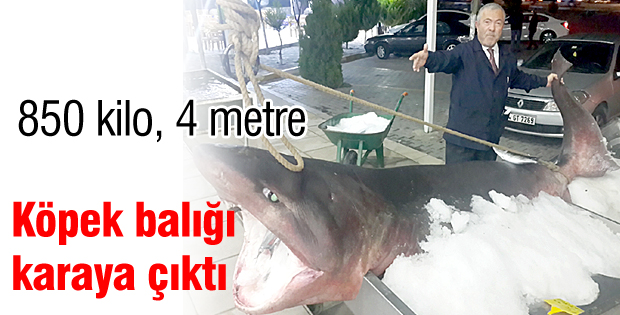 Köpek balığı karaya çıktı