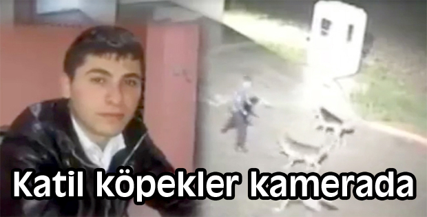 Katil köpekler kamerada
