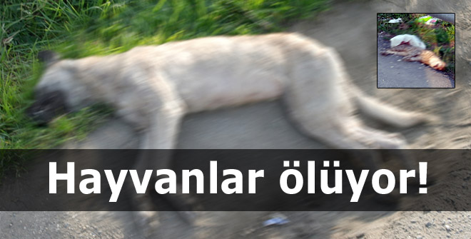 Hayvanlar ölüyor!