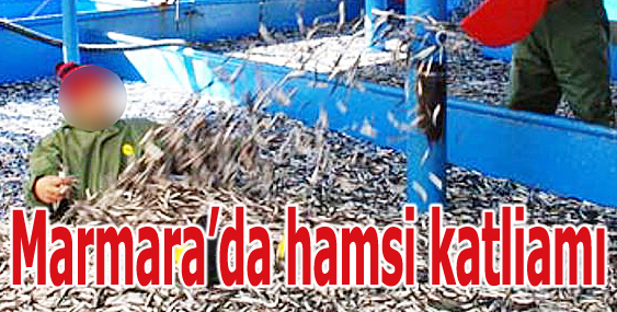 Marmarada hamsi katliamı