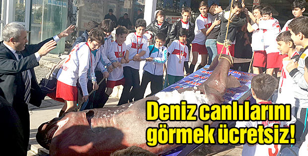 Deniz canlılarını görmek ücretsiz!