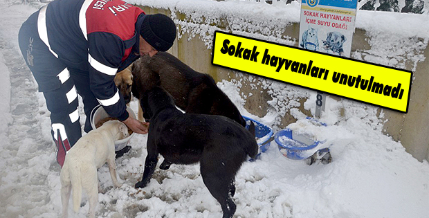Sokak hayvanları unutulmadı