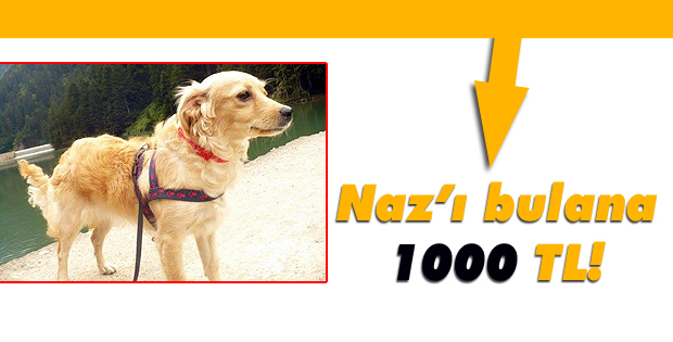 Nazı bulana 1000 TL!