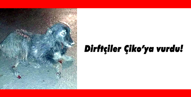 Dirftçiler Çikoya vurdu!