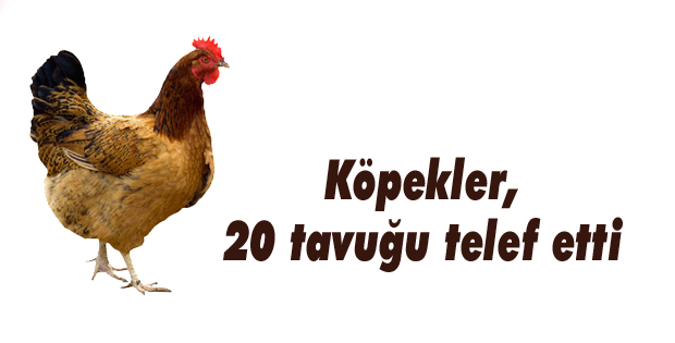 Köpekler, 20 tavuğu telef etti