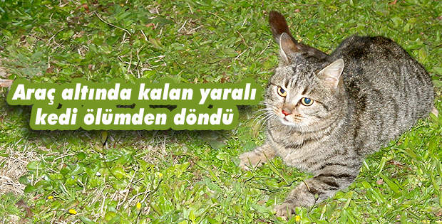 Araç altında kalan yaralı kedi ölümden döndü