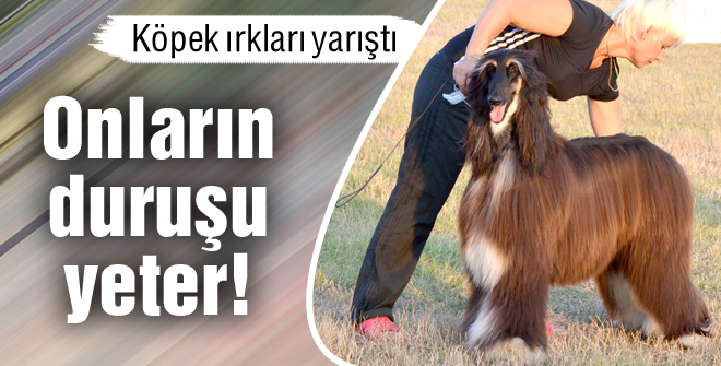 Köpek ırkları yarıştı