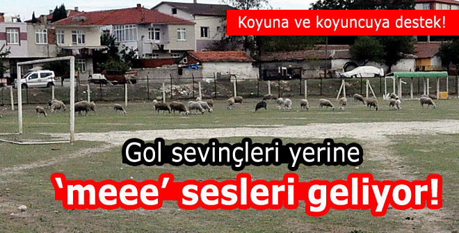 Gol sevinçleri yerine meee sesleri geliyor!