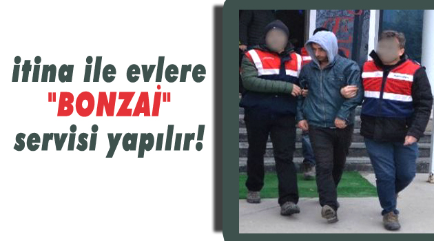 İtina ile evlere "Bonzai" servisi yapılır