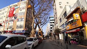 Ağaçlara kuş kovucu takıldı