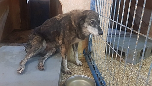 Magandanın hedef aldığı köpek felç kaldı!