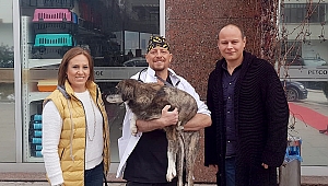 Kurşunlanarak felç kalan köpek artık koşuyor