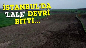 İBB, Lale alımlarını durdurdu