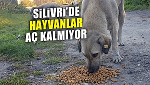 Yasak nedeniyle hayvanlar aç kalmıyor