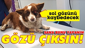 Yavru köpek sol gözünü kaybedecek!