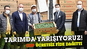 İBB Silivri'de çiftçiye ücretsiz fide dağıttı