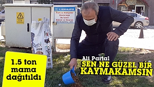 Silivri'de hayvanlara 1.5 ton mama dağıtıldı!