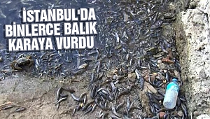 İstanbul'da balıkların karaya vurması vatandaşı tedirgin etti
