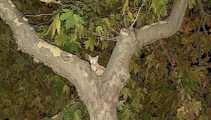Ağaçta kedi kurtarma operasyonu