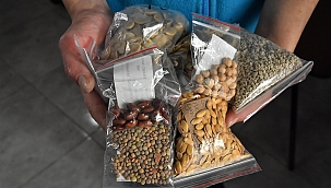 Ata tohumları toprakla buluşuyor