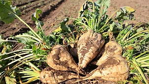 Gıda Mühendisi Yasin Günaydın uyarıyor: ‘’Şeker pancarından üretilen maden sularını tercih edin’’