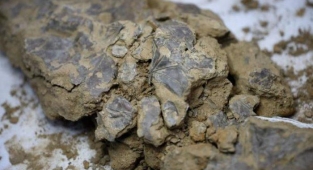 5 bin 500 yıllık yaprak bulundu