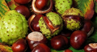 At kestanesinin faydaları nelerdir?
