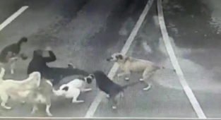 6 köpek yoldan geçen adama saldırdı