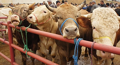 Et ve Süt Kurumu satılamayan kurbanlıkları satın alacak