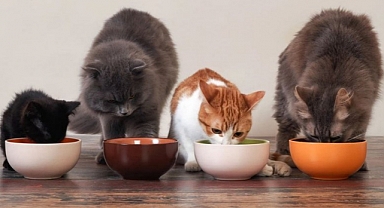 Kedi mamasında zehirli kimyasal riski! Toplatılmasına karar verildi
