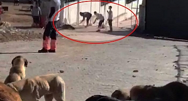 Köpeklerin sağlık durumu merak ediliyordu! Açıklama geldi...